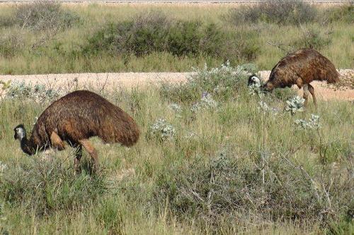 Emus im Cape Range NP